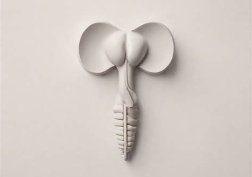 Exploring Male Reproductive Anatomy: A Path to Understanding Sexual Health